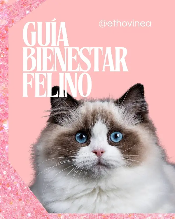 Portada de la guia gratuita Bienestar felino: 9 claves