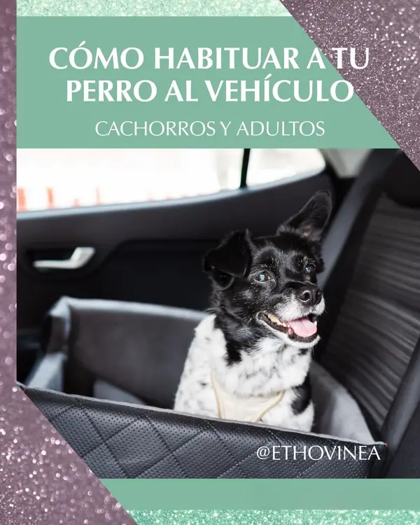 Portada de la guía digital Cómo habituar a tu perro al vehículo sin estrés